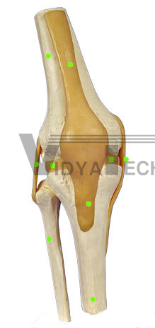 Knee: Anterior View